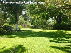 green yard and trees